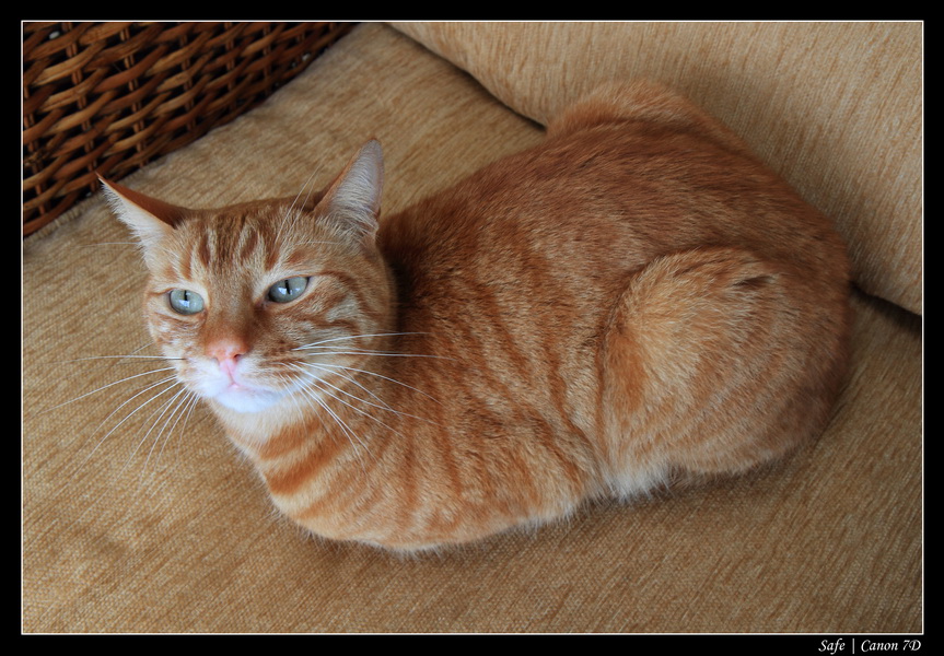 2011   03   50 ans Nono   008